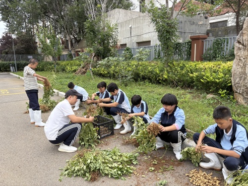 老师同学一起拔花生.JPG